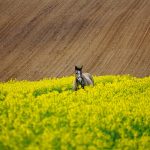 Obecne działania SEO w realnościach nowości mających miejsce w wynikach wyszukiwania i mediach społecznościowych